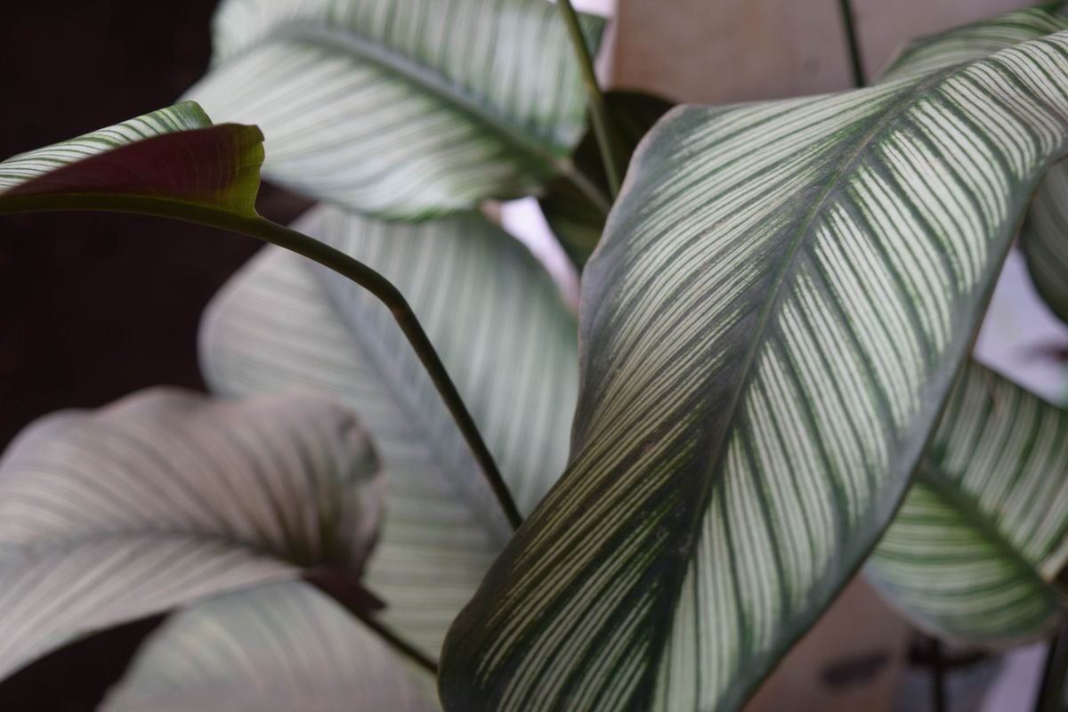 Macro of green-and-white variegated leaf tissue — cream sectors that peperomia alba must subsidise with light