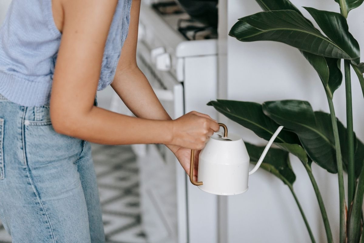 The "Soak and Dry" Method: The golden rule of Peperomia watering