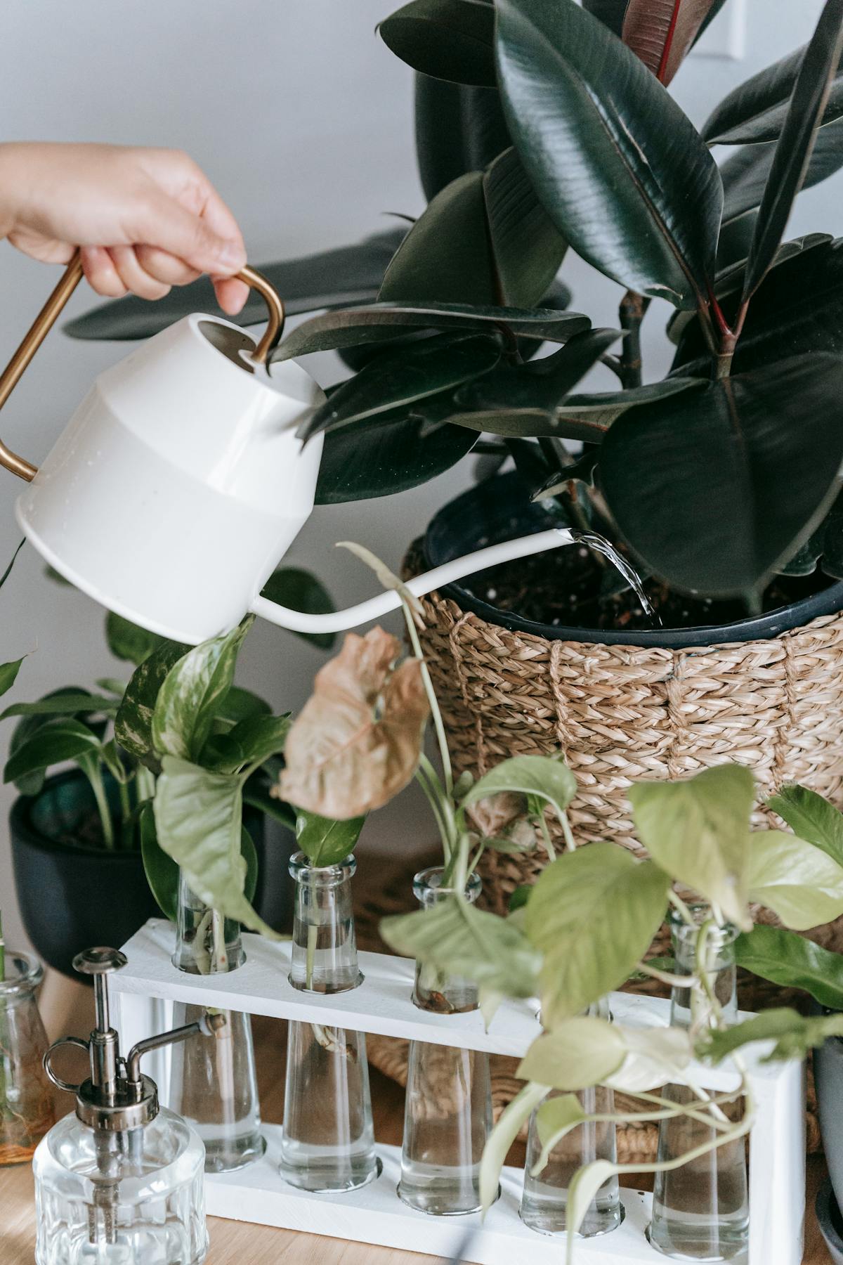 Person with watering can pouring water into a pot with green plant near glass vases