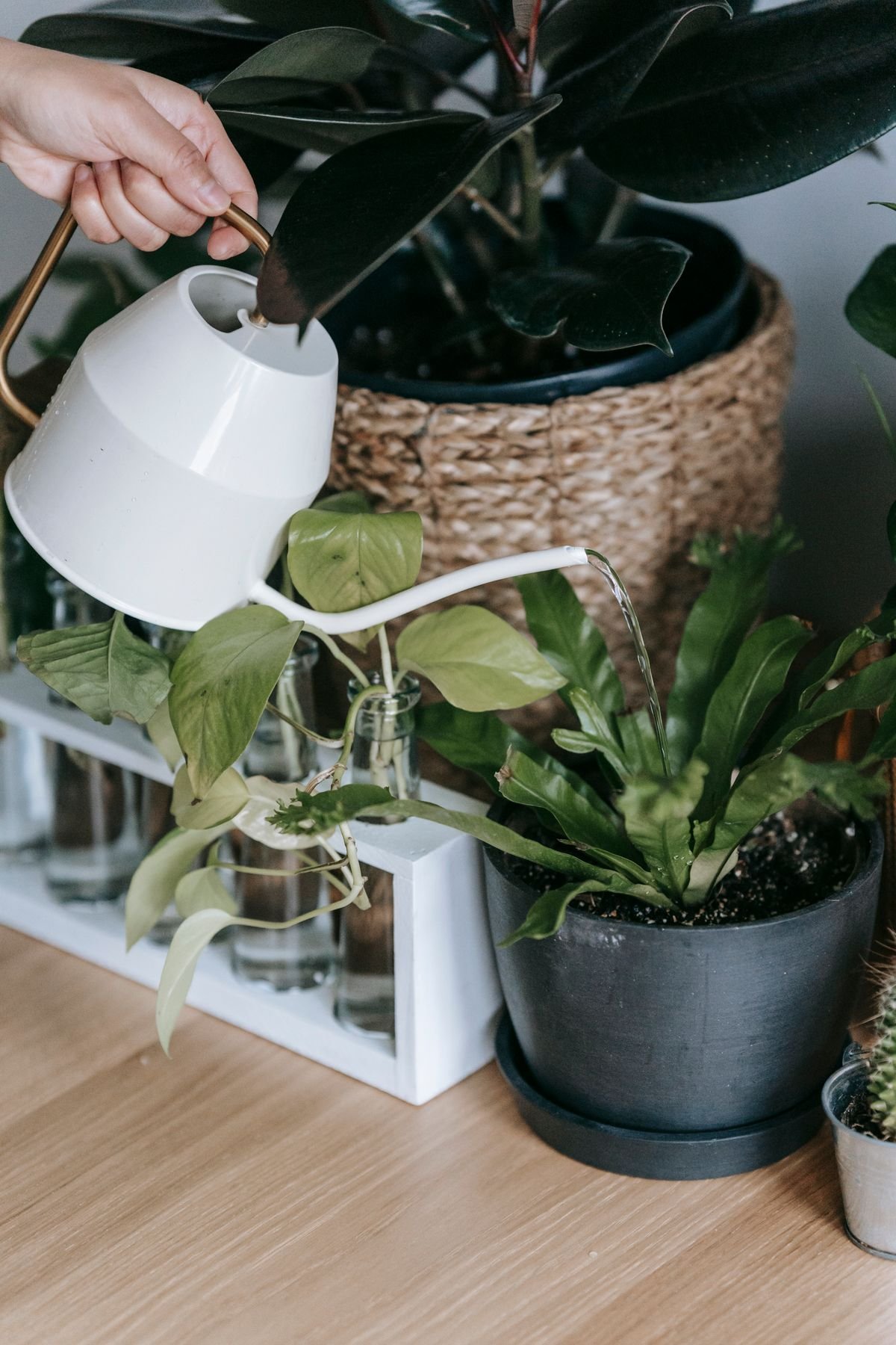 A hand pouring water from a watering can into a potted plant
