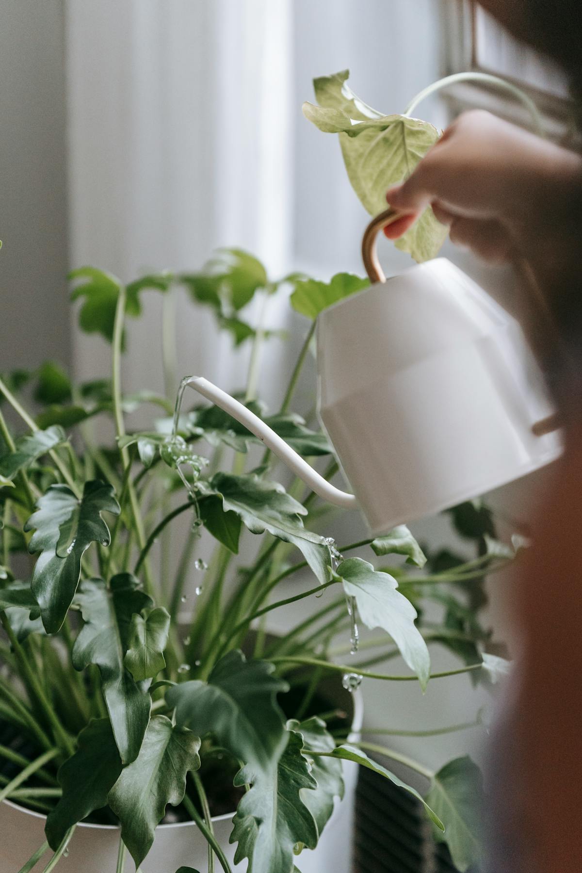 Treating Mealybugs on Peperomia obtusifolia: The Complete Protocol