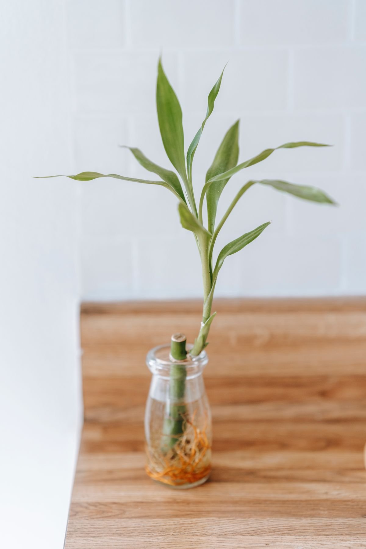 A young green seedling with visible roots developing in water on a wooden table