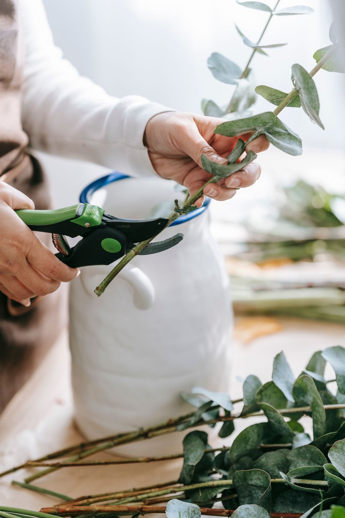 Close-up of a hand inspecting a houseplant cutting before purchase
