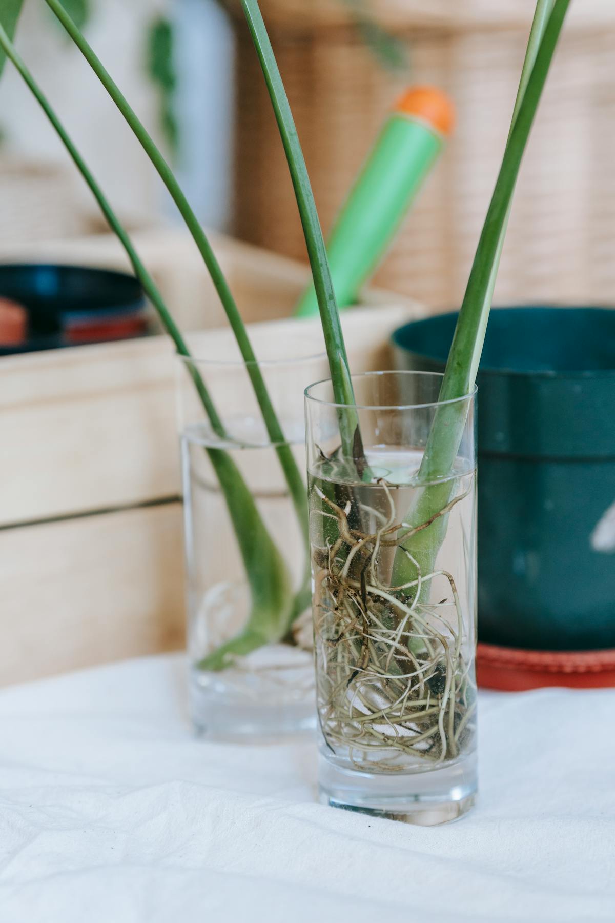 Healthy plant cuttings in clear glasses with water symbolizing clean propagation