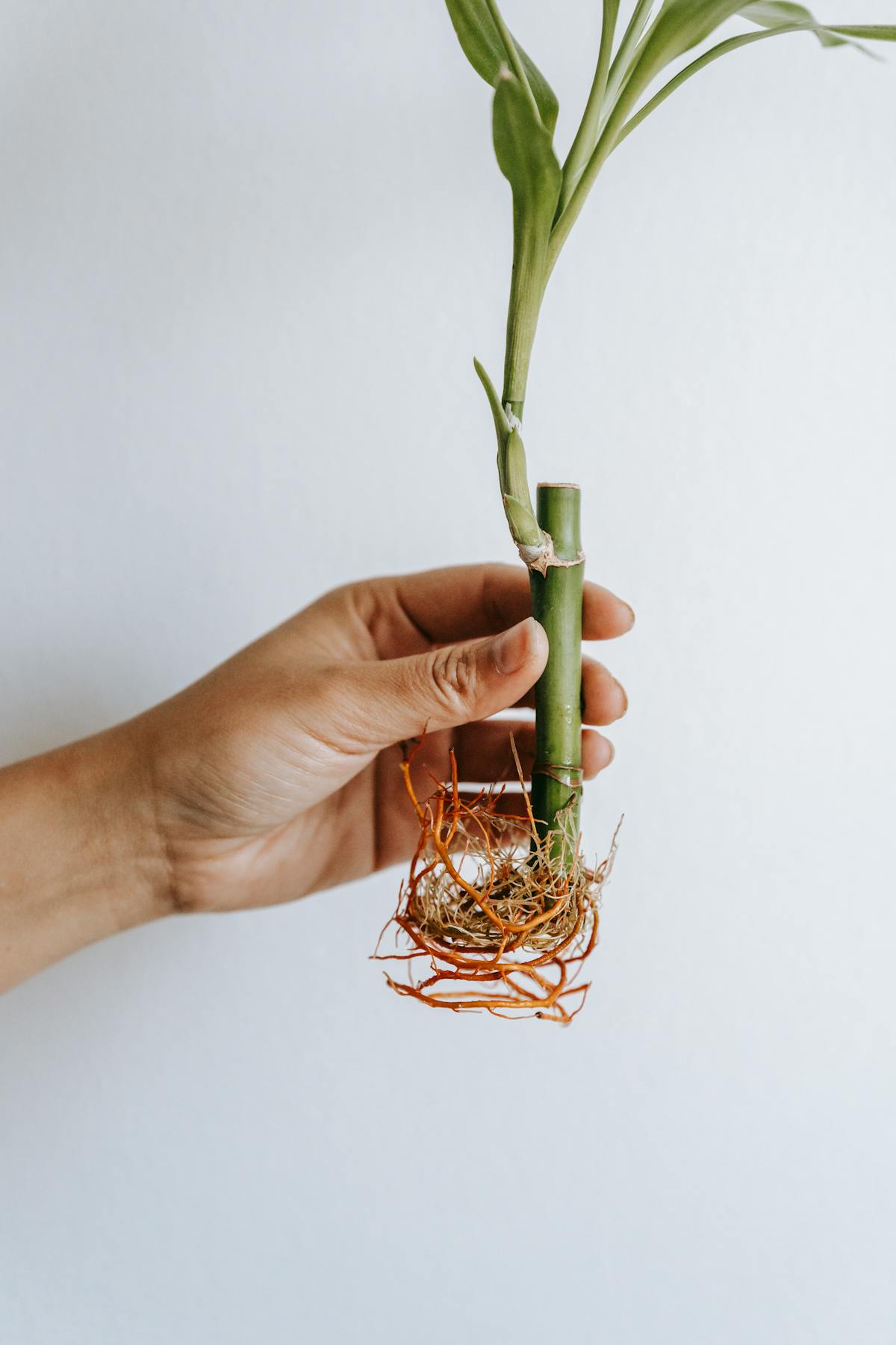 Horticulturist demonstrating a plant with thick stems and roots on white background