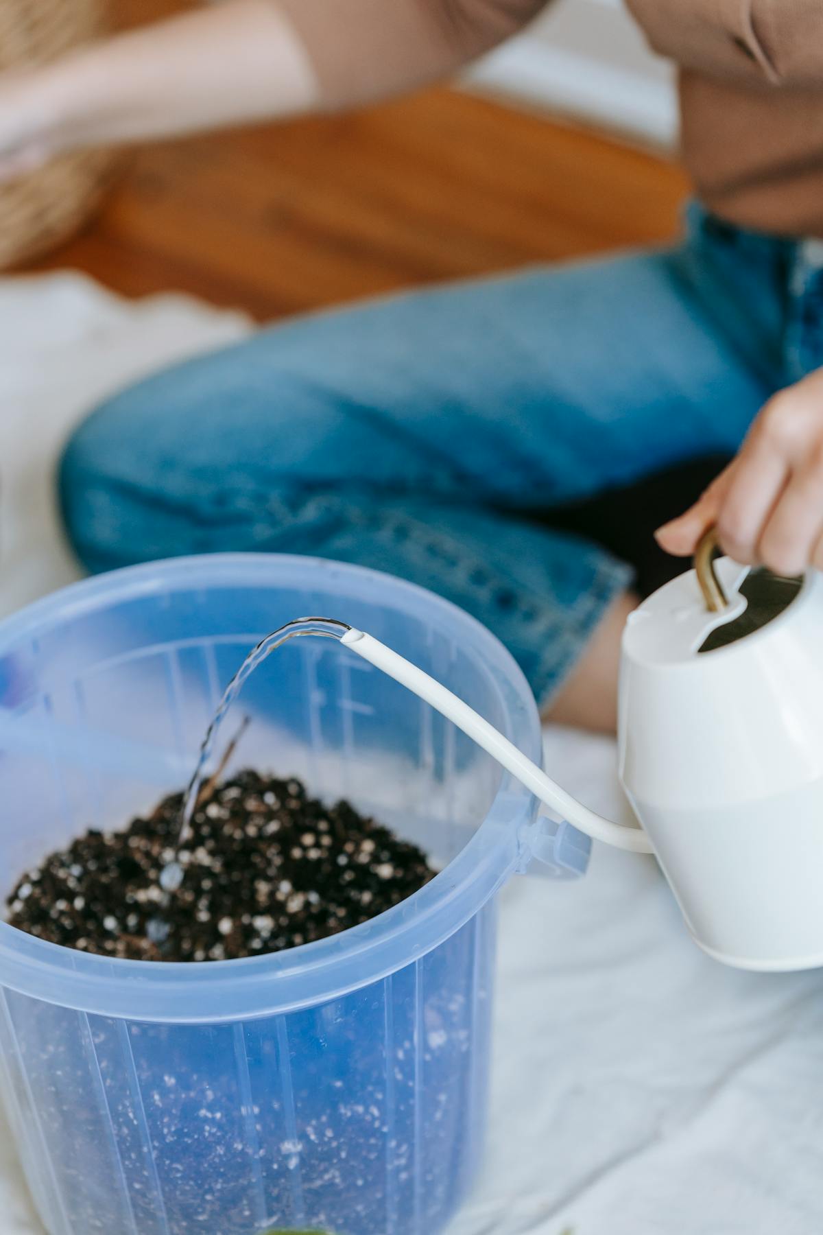 Person carefully pouring water into the substrate of a houseplant — the application method for both BTI tea and hydrogen peroxide drench
