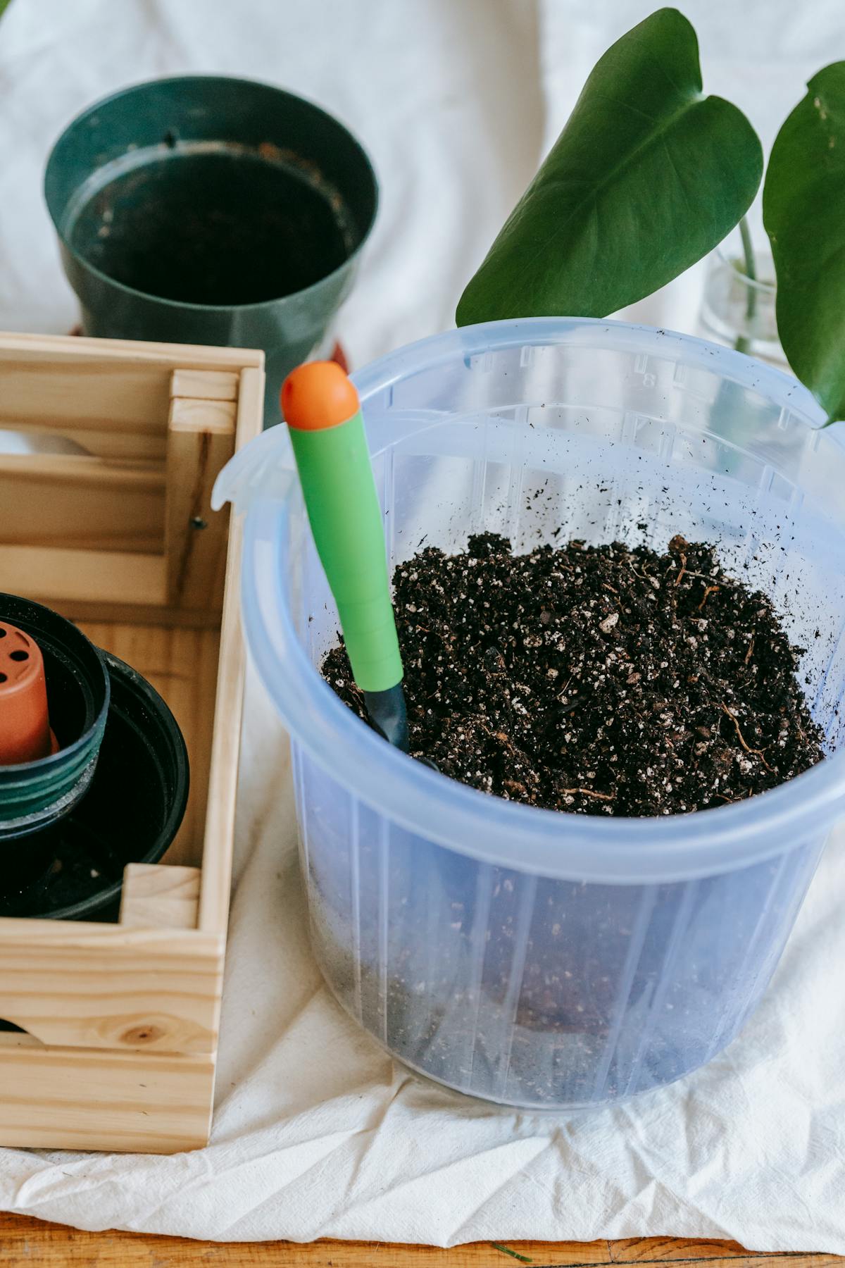 Best Peperomia Soil Mix Recipe: Exact Ratios & Ingredients (2026)