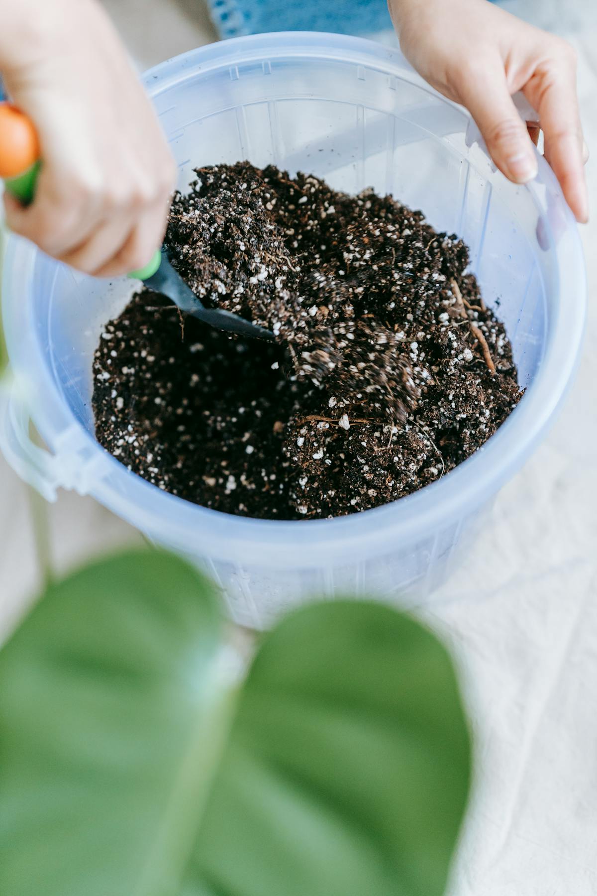 Hands working with potting substrate during a houseplant repot — the moment at which substrate hygiene and grit top-dressing are most easily implemented