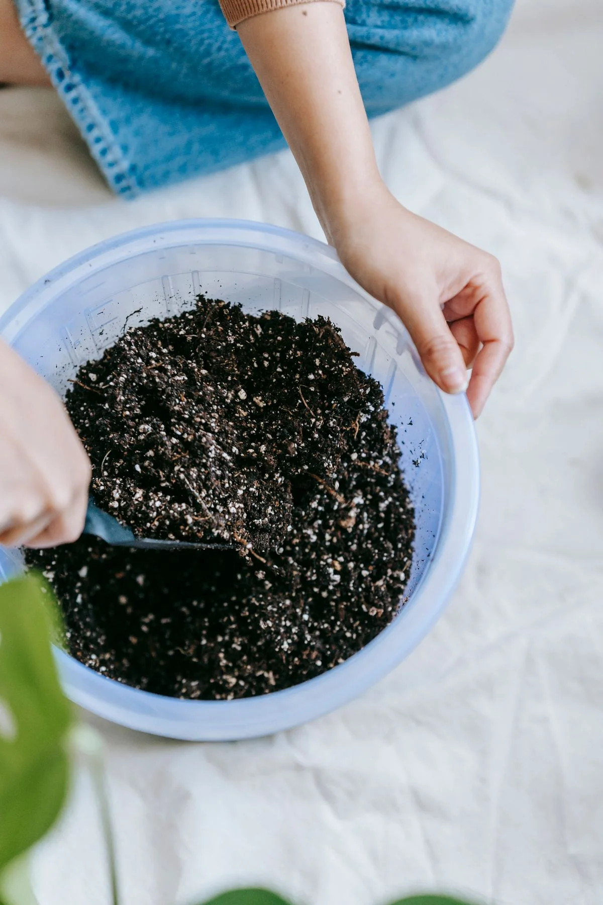 A grower digging into a peperomia soil mix while repotting into a fresh pot