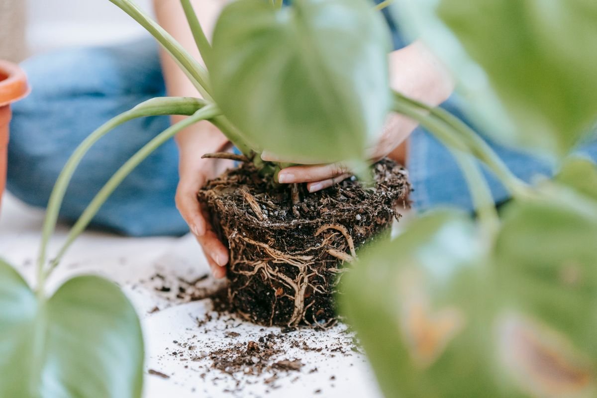 Gardener planting a green houseplant into a pot of fresh soil after discarding contaminated mix