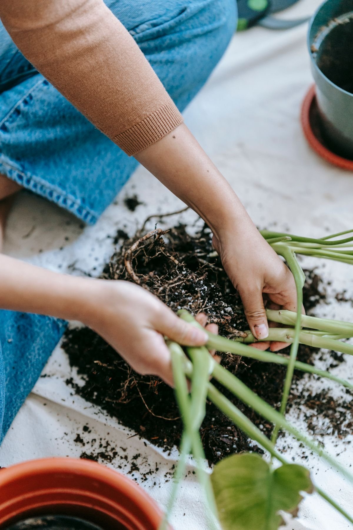 A horticulturist preparing green plants for transplanting into pots