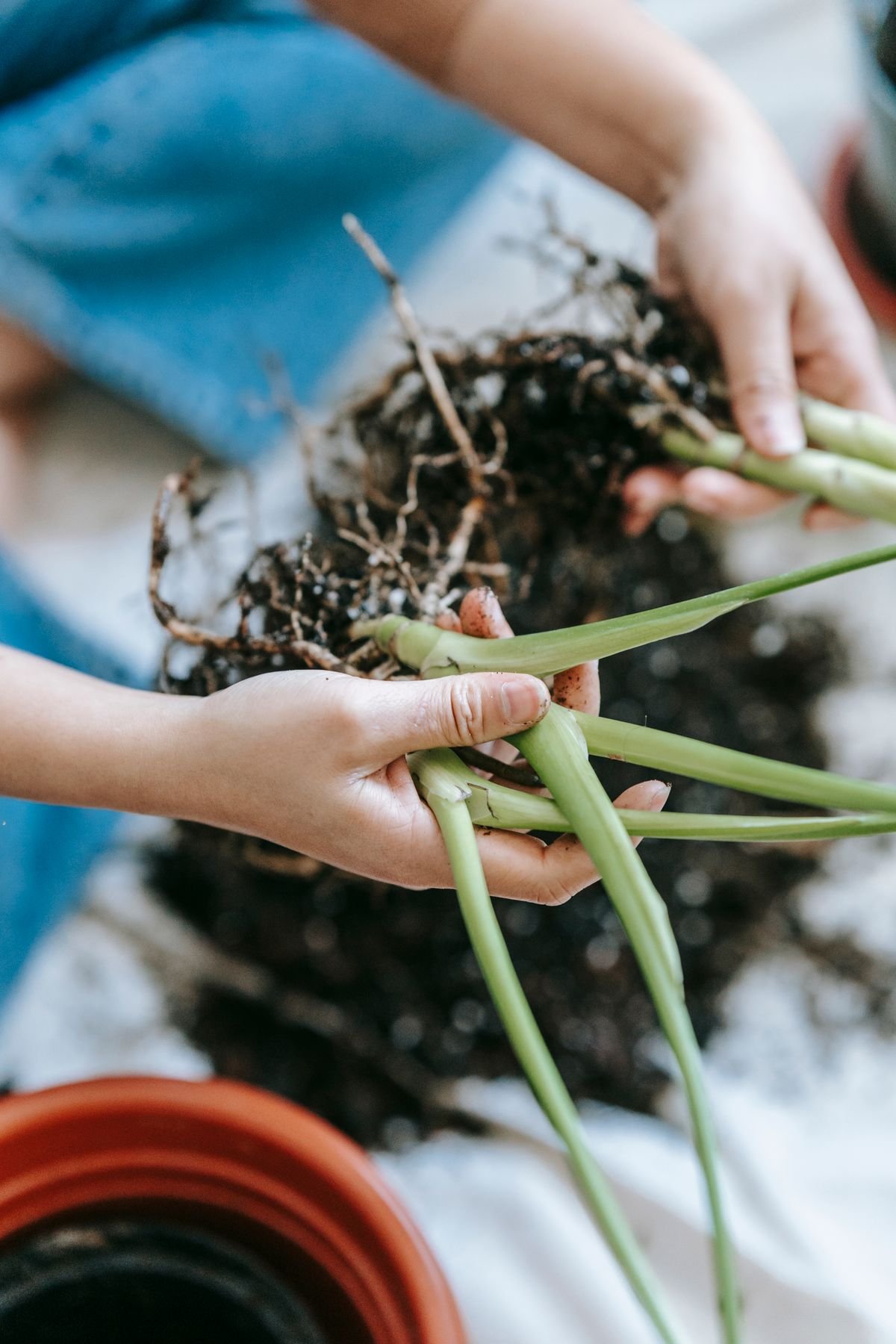 Hands gently teasing apart a multi-stem houseplant root ball over potting soil during division