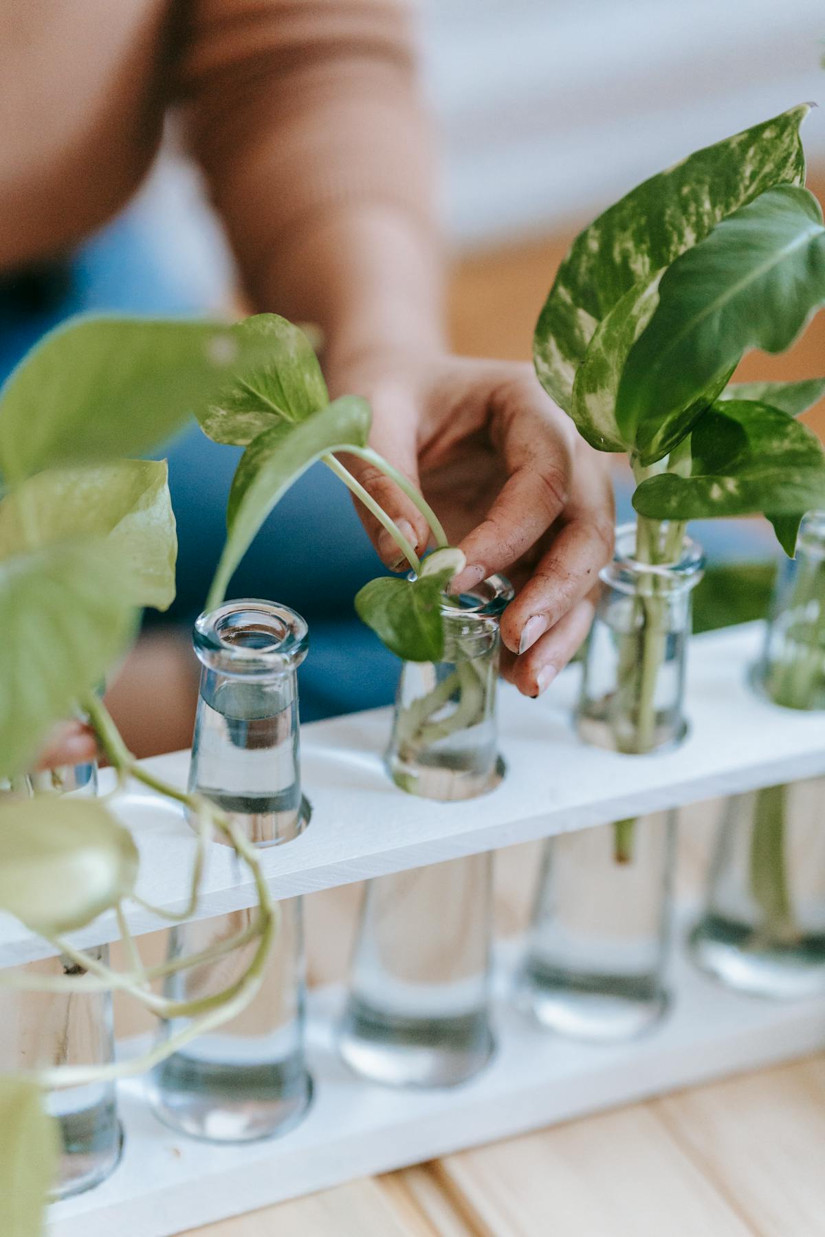 Best Season to Propagate Peperomia Obtusifolia: Botanical Timing Guide