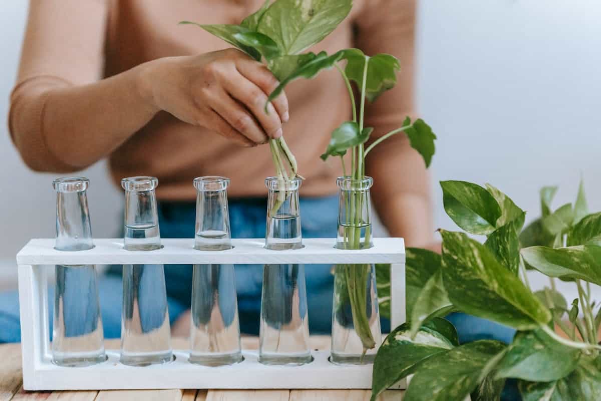 Houseplant stem cuttings placed in small pots of propagation substrate positioned in bright indirect light to initiate rooting