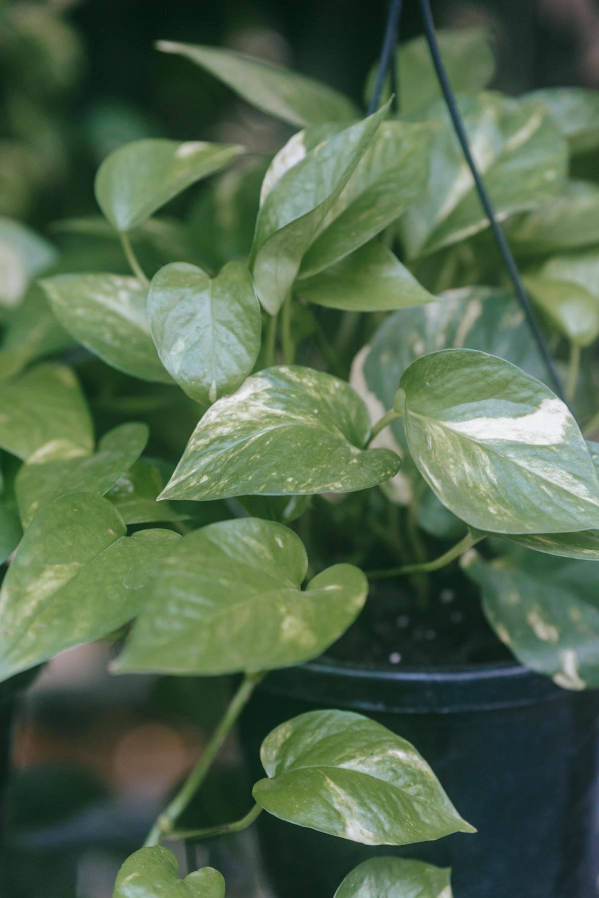 Lush Pothos vines cascading from a shelf, a perfect trailing companion for upright Peperomia specimens.
