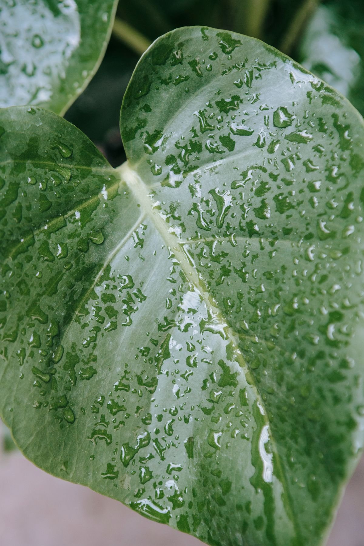 Close-up of a glossy, healthy tropical leaf, the visual reference point for detecting cuticular dulling