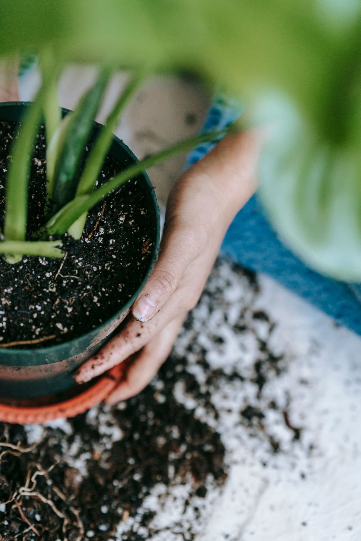 Loose potting substrate in a clay pot, the surface layer where fungus gnat eggs and larvae live