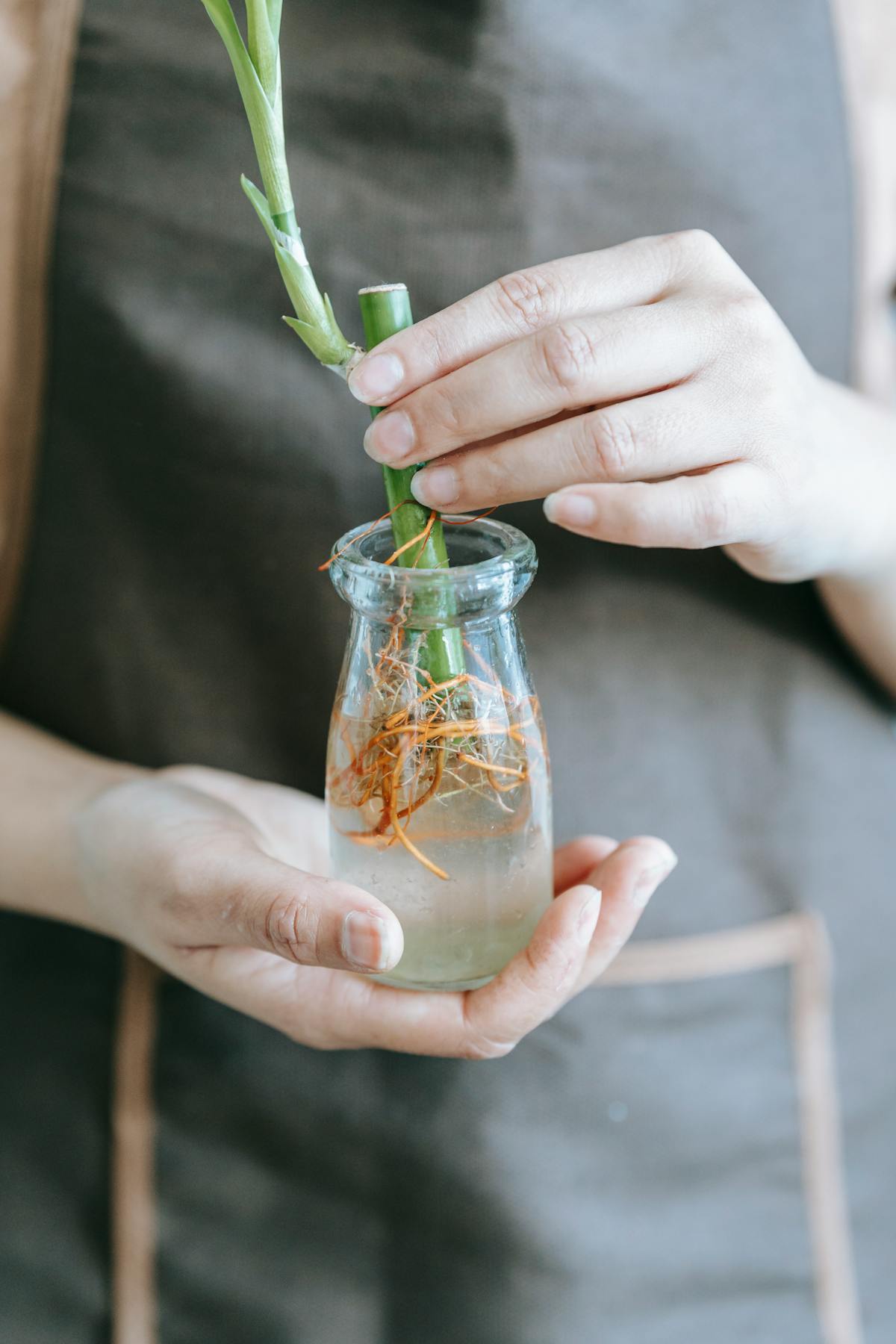 Unrecognizable woman in apron placing a small sprout into a glass flask with water