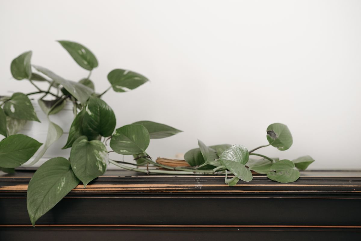 Cascading green vine foliage illustrating trailing growth that supplies tip and mid-vine cuttings