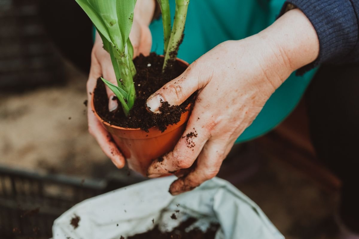 Hands firming fresh potting mix around a newly potted plant division in a small nursery pot