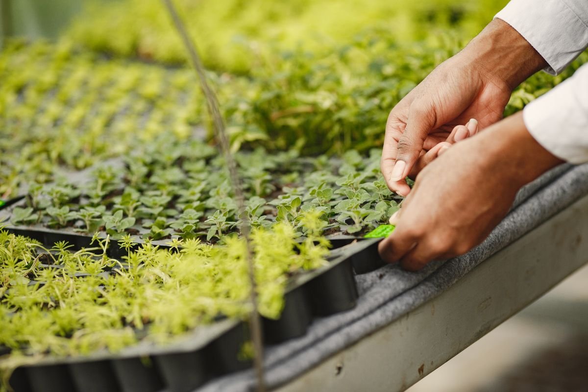 Seedling trays and young plants being tended inside a greenhouse nursery