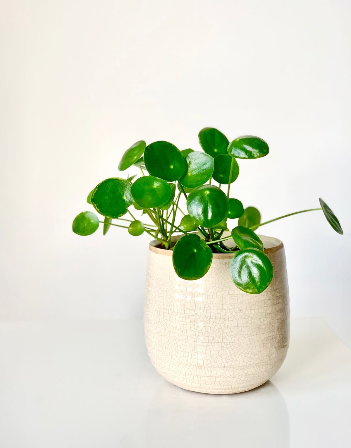 Close-up of a lush Pilea peperomioides plant with circular leaves in a white ceramic pot