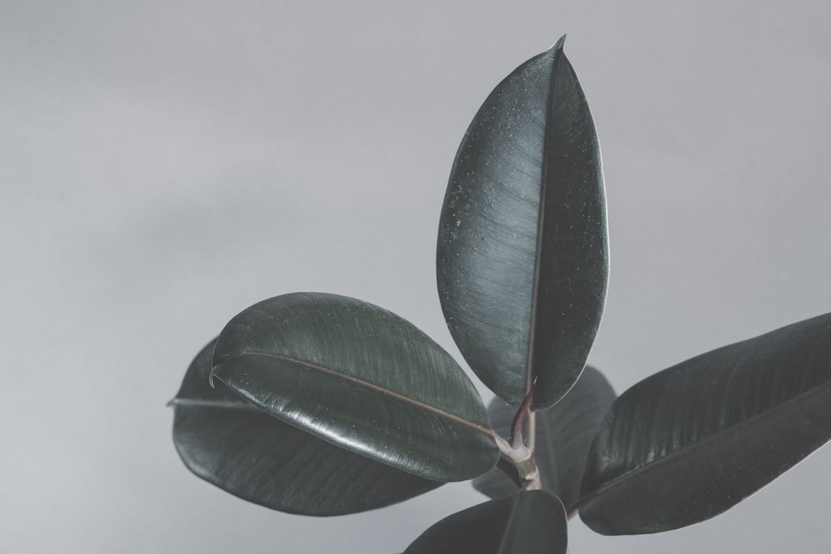 Close-up of Ficus elastica rubber-plant leaves — toxic lookalike often confused with baby rubber Peperomia