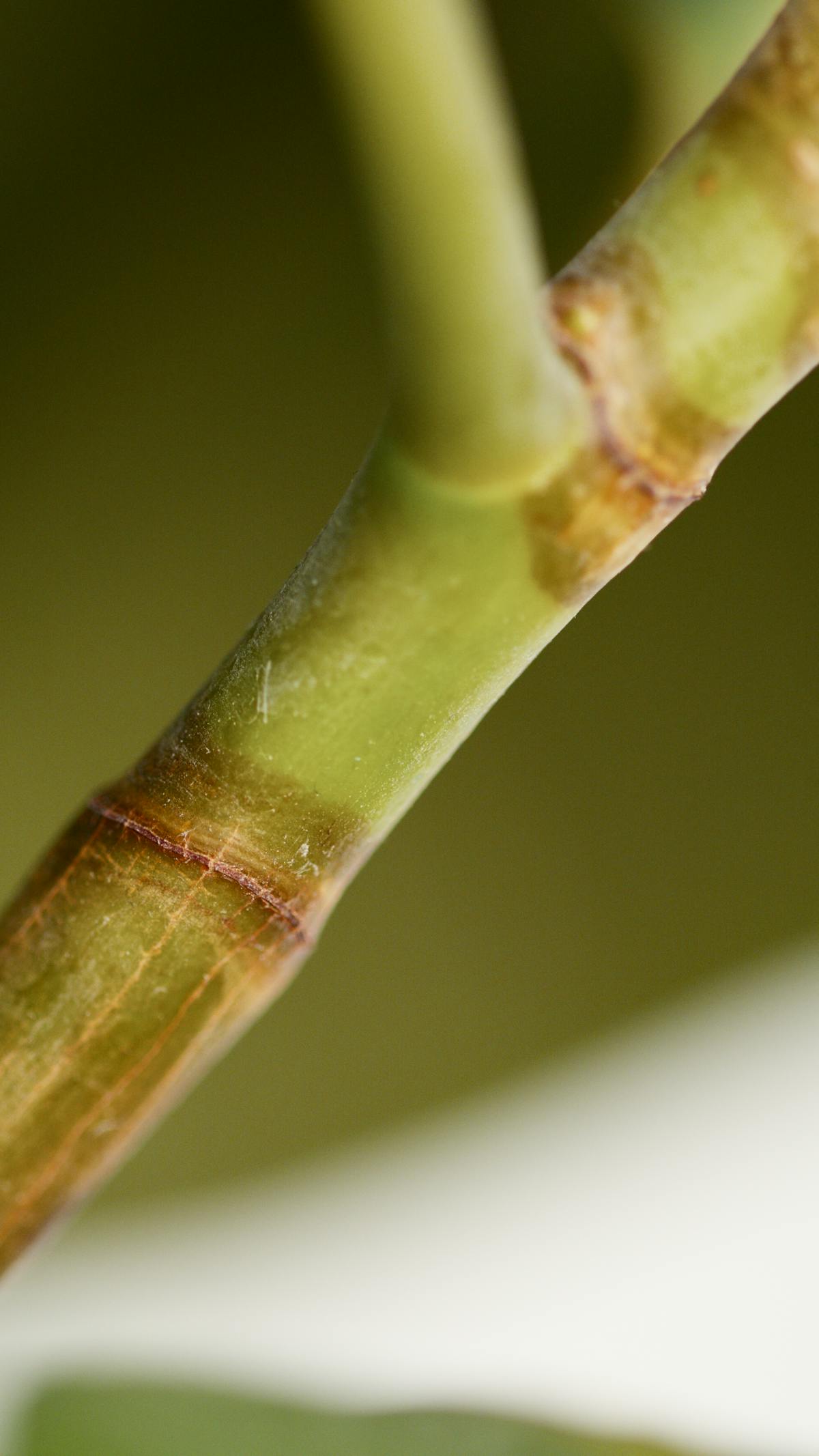 Close-up of a healthy green plant stem and node — the structural unit that stem rot dismantles when infection takes hold