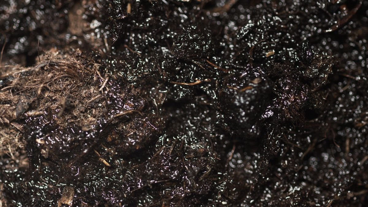 Close-up of dark moist potting substrate showing the pore structure that enables capillary uptake
