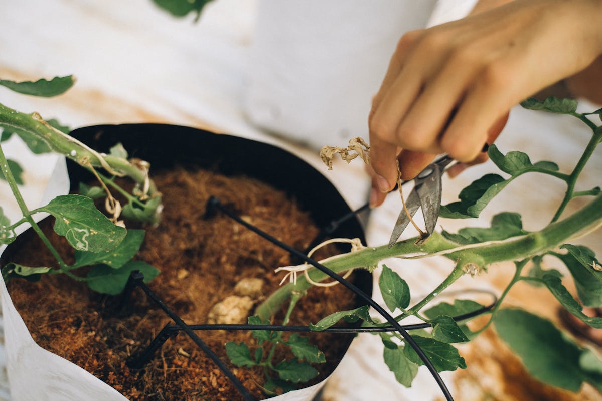 Hand pruning a potted plant with shears