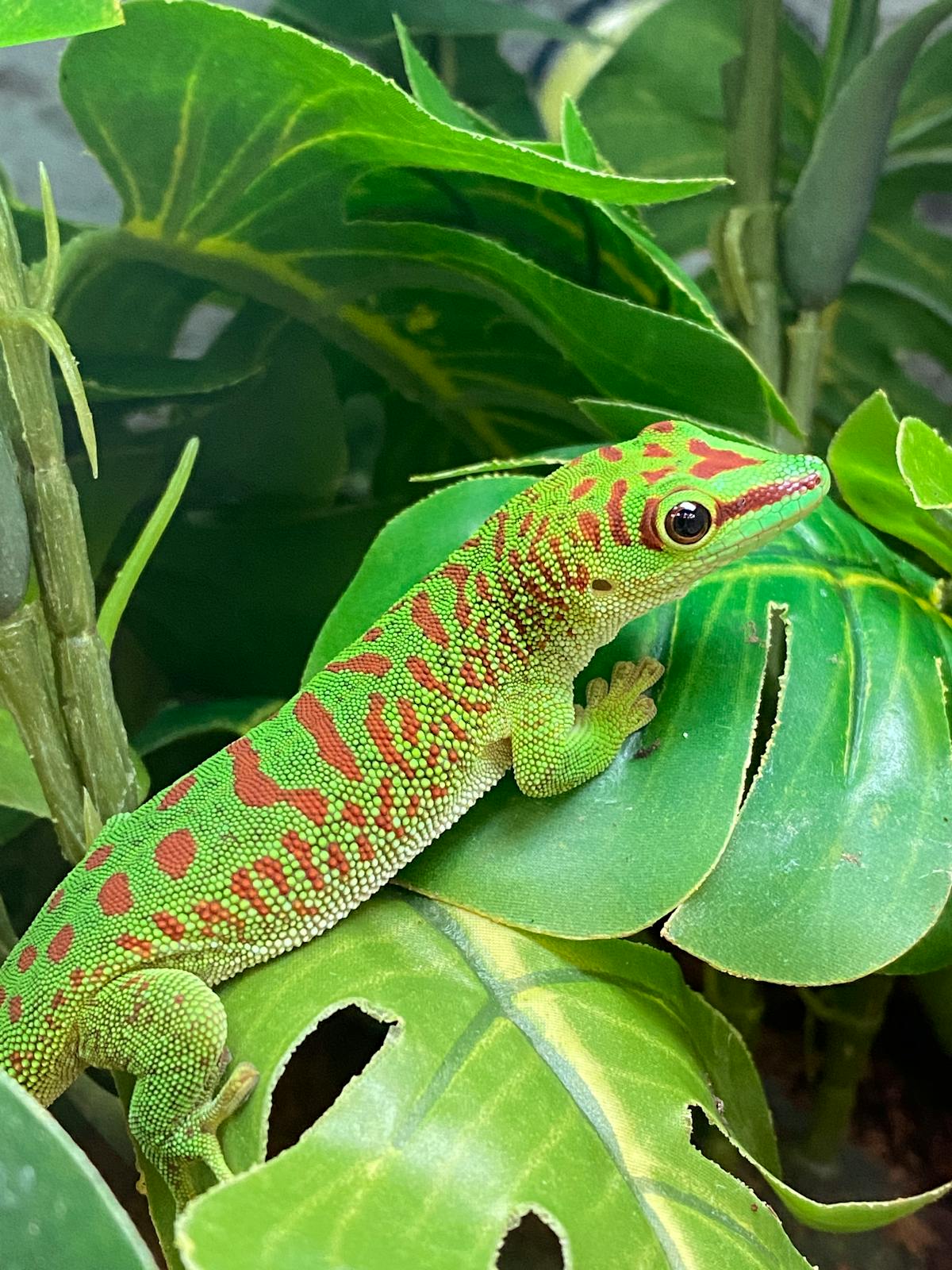 A vibrant Madagascar day gecko on green leaves showcasing its striking colors