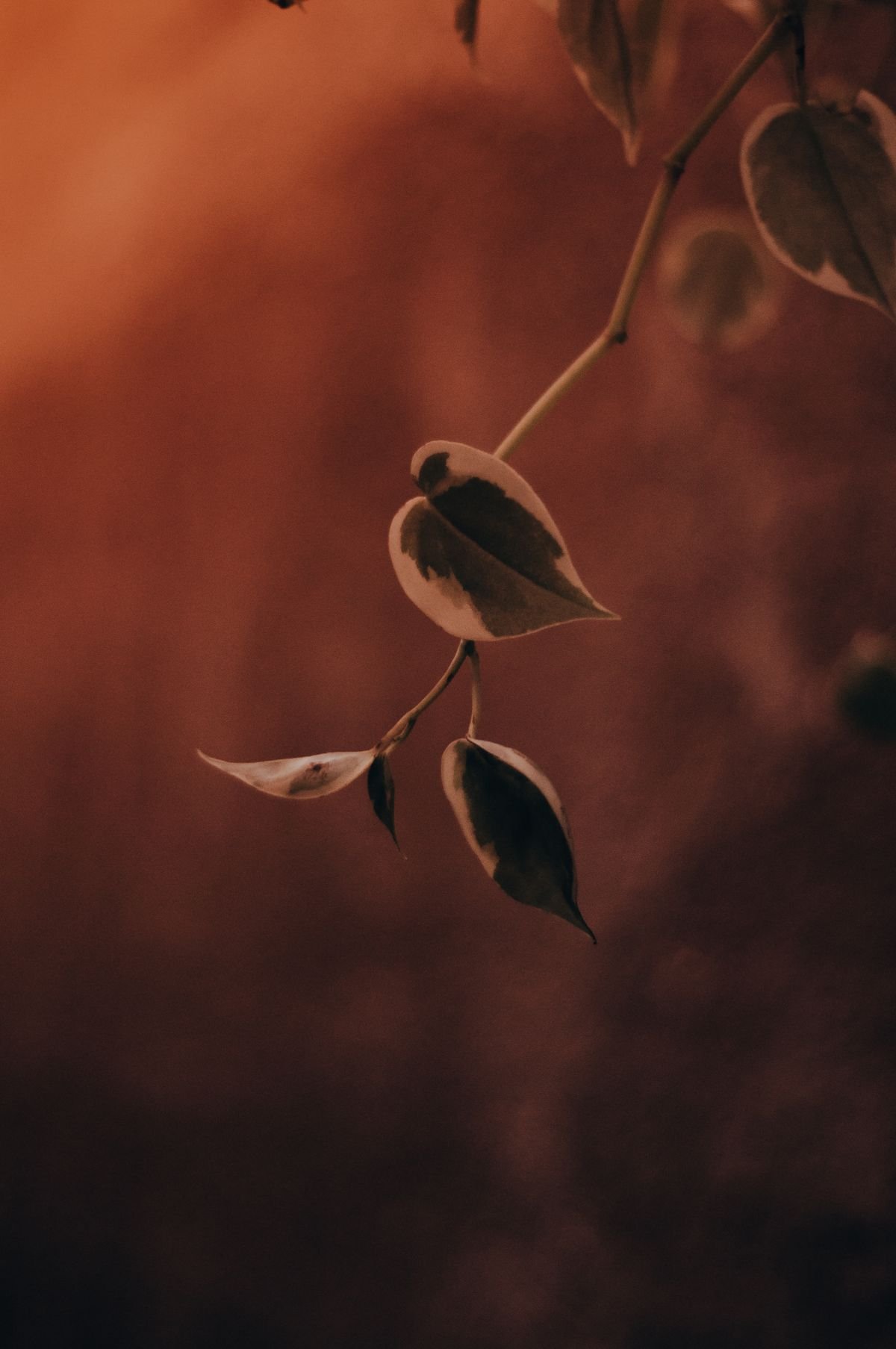 Increase Peperomia Variegation: 3 Proven Light Rules