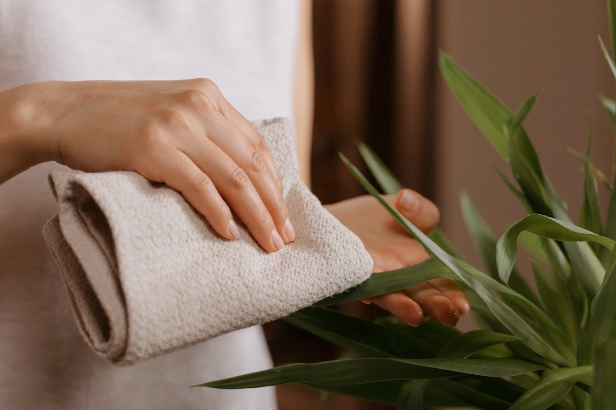 A hand gently wiping a houseplant leaf with a cloth — the wipe test that separates surface organisms and deposits from structural causes