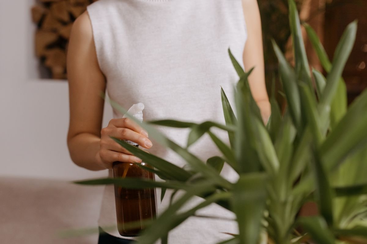 Adult spraying indoor houseplants during a contact pest treatment