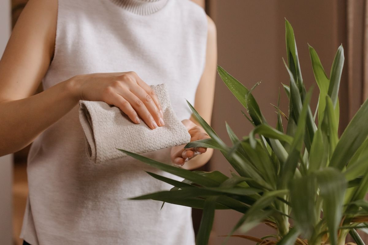 Person wiping indoor plant leaves with a cloth — remove nursery dust and residue before pets get free access