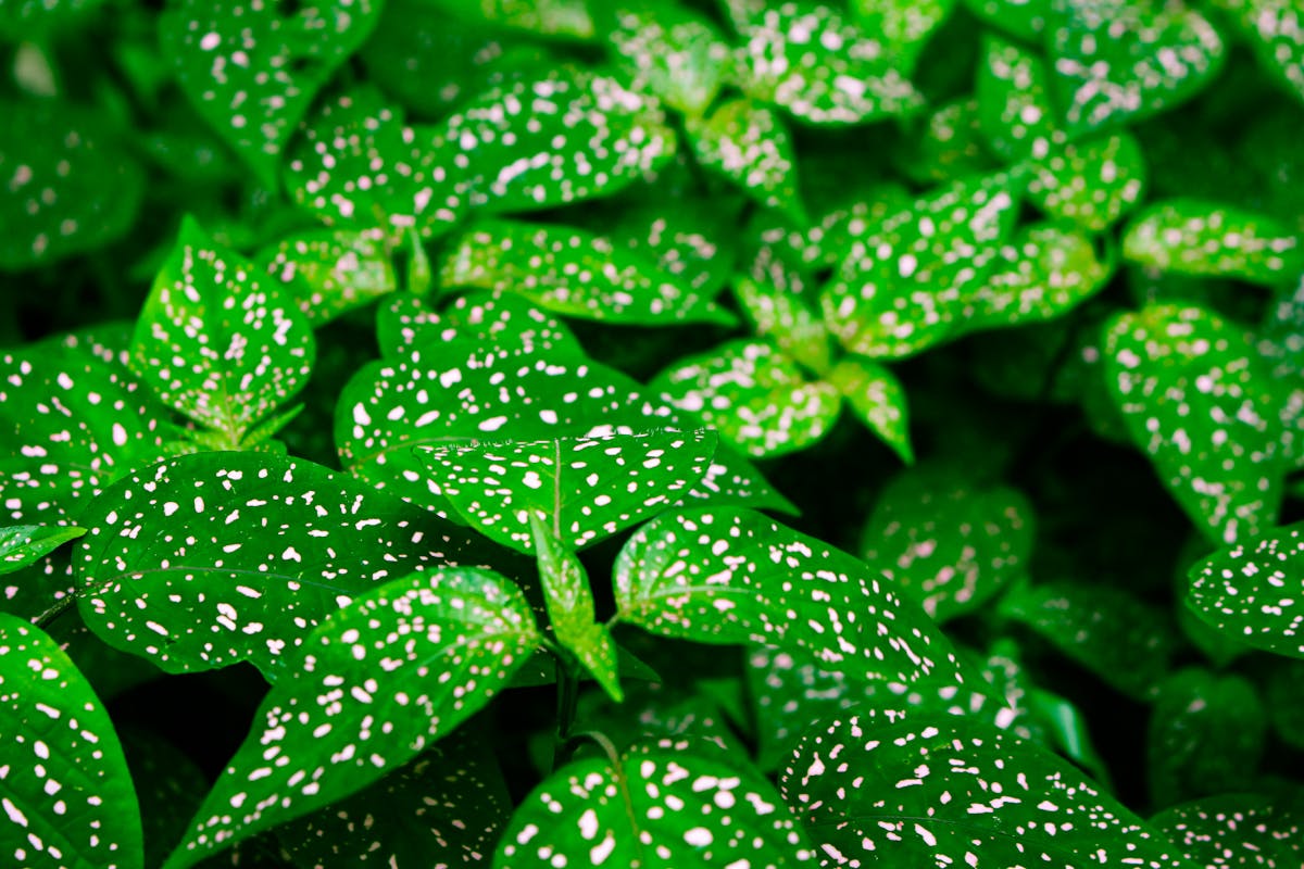 Powdery Mildew on Peperomia: Identification and Bicarbonate Treatment