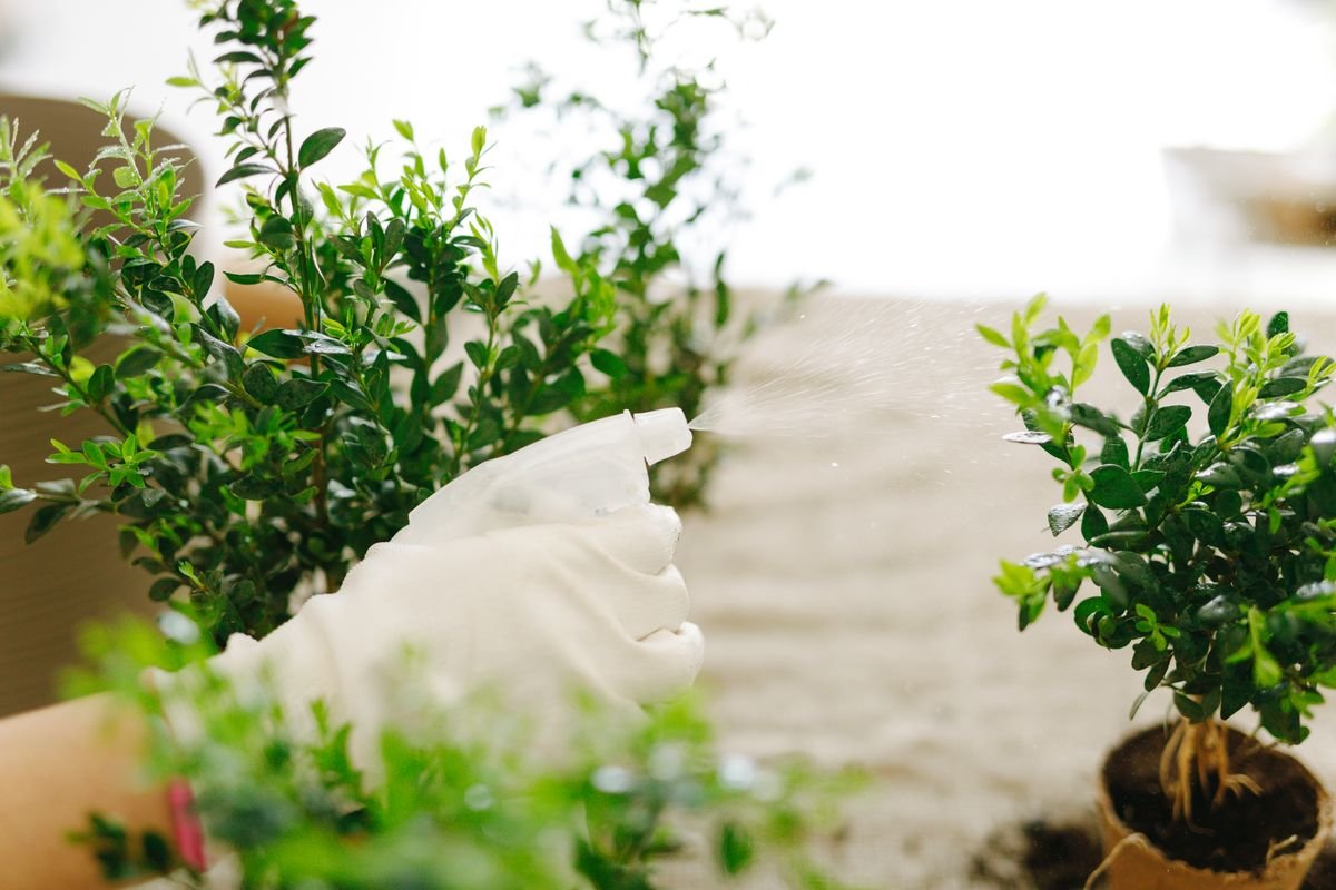 Gloved hands spraying houseplant foliage, demonstrating full contact coverage for a bicarbonate or labelled fungicide treatment
