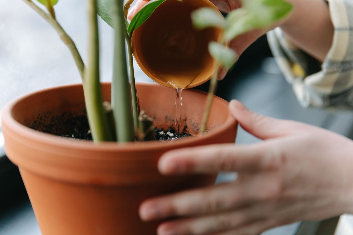 Hands watering a potted plant indoors as part of a routine feeding and watering schedule