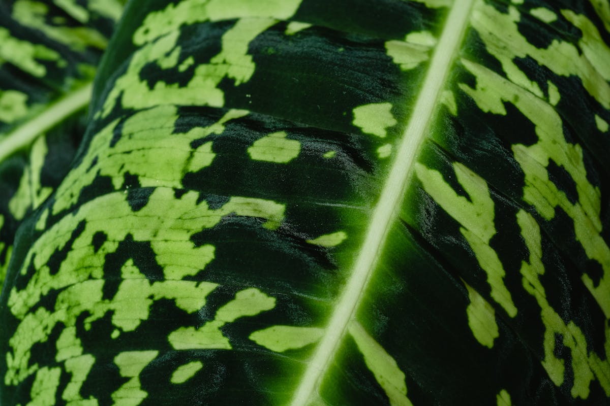 Close-up of a variegated plant leaf showing the cream and green pattern characteristic of Peperomia obtusifolia Variegata cultivars