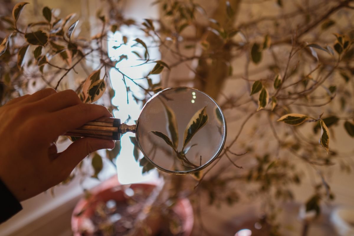 Hand holding a magnifying glass over variegated indoor plant leaves — inspect for thrips before adding calcium