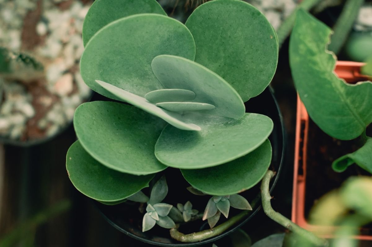 Lush green succulent leaves in a pot — the target form of healthy new growth after peperomia deformed leaves are corrected