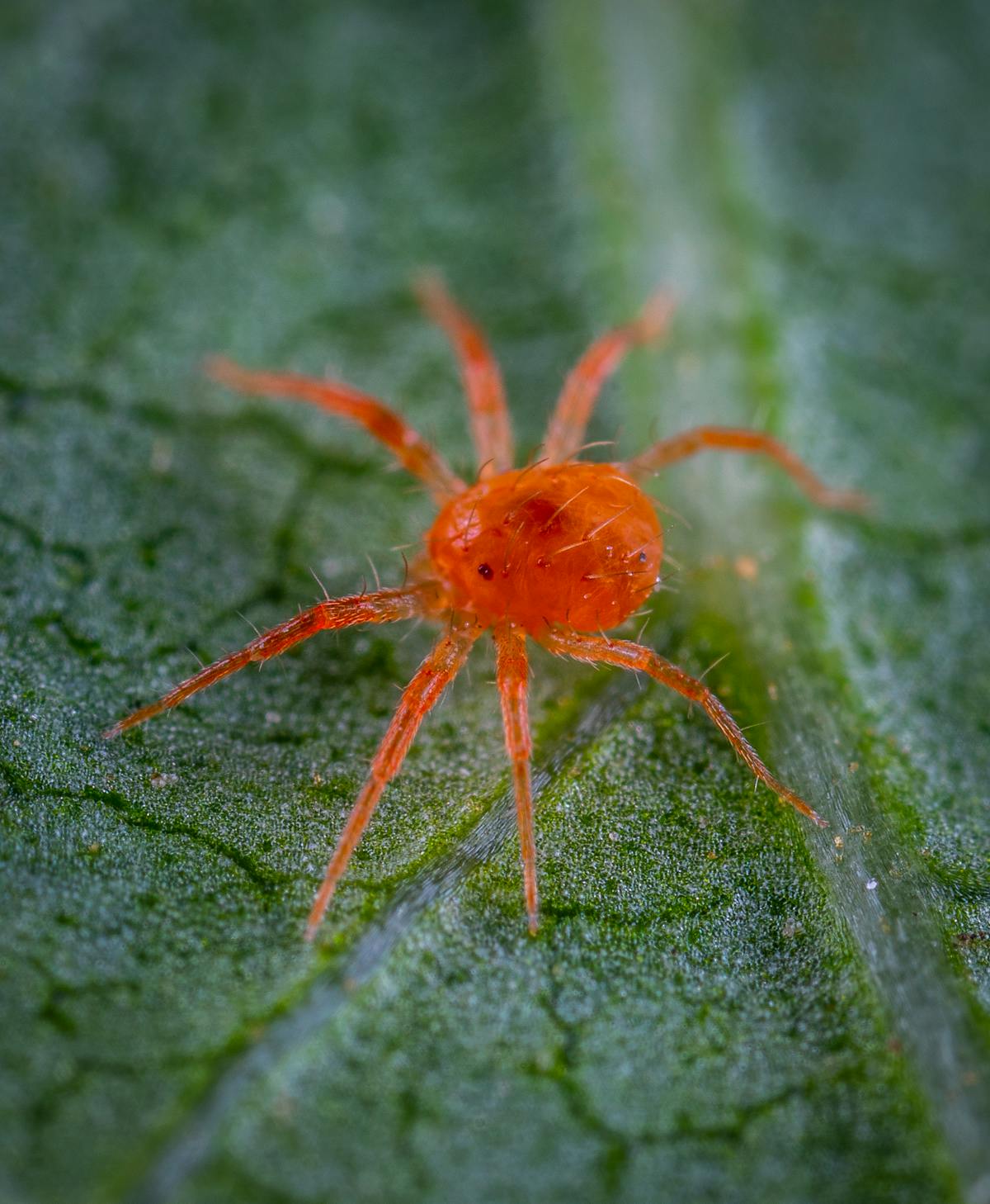 Macro shot of a tiny red spider mite on a green leaf — the pest whose stippling and bronzing on leaf undersides progresses to brown patches