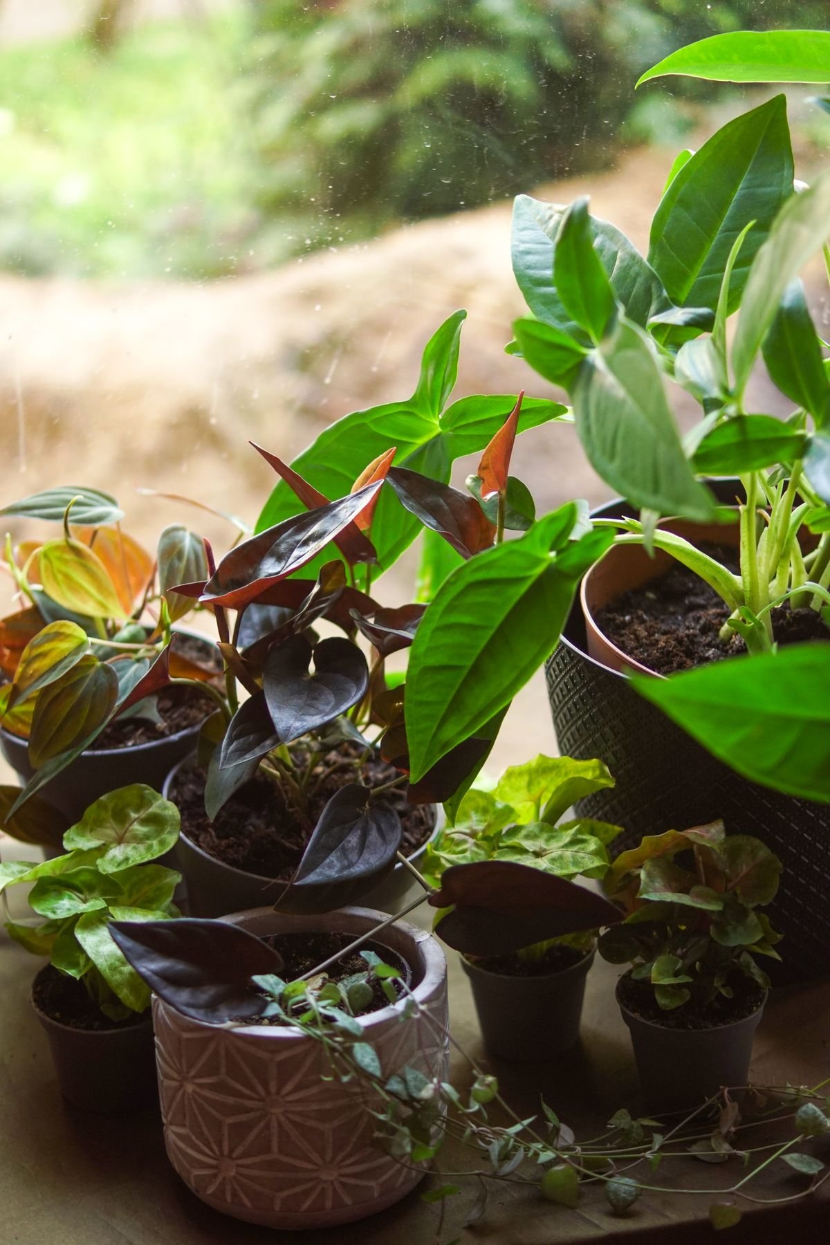 A diverse collection of indoor potted houseplants, illustrating the wide range of leaf patterns, colors, and textures available across cultivars