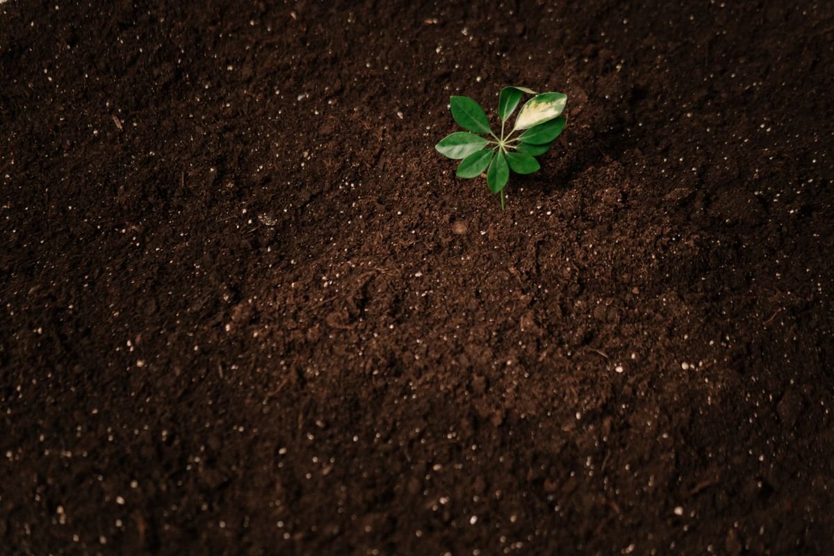 Humic Acid for Peperomia Obtusifolia: Benefits & Limits