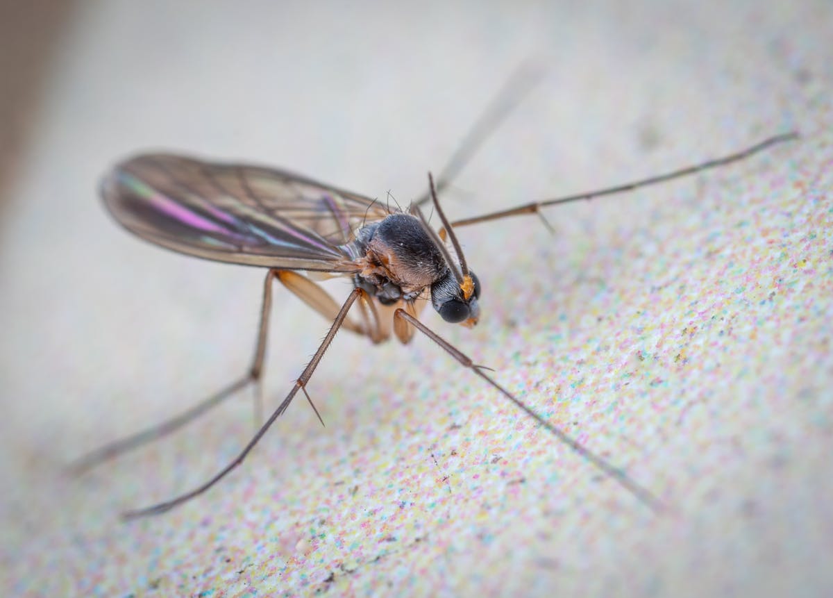 Wild dark-winged midge fly photographed on a white surface, illustrating the slender mosquito-like body and translucent wings of a fungus gnat adult