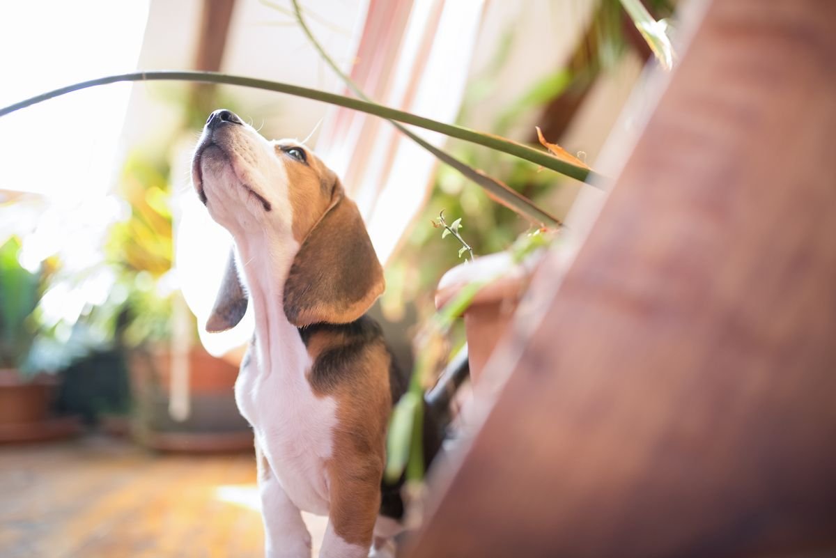 Beagle puppy among sunlit indoor houseplants — ASPCA non-toxic foliage still allows mild fibre upset if dogs over-chew