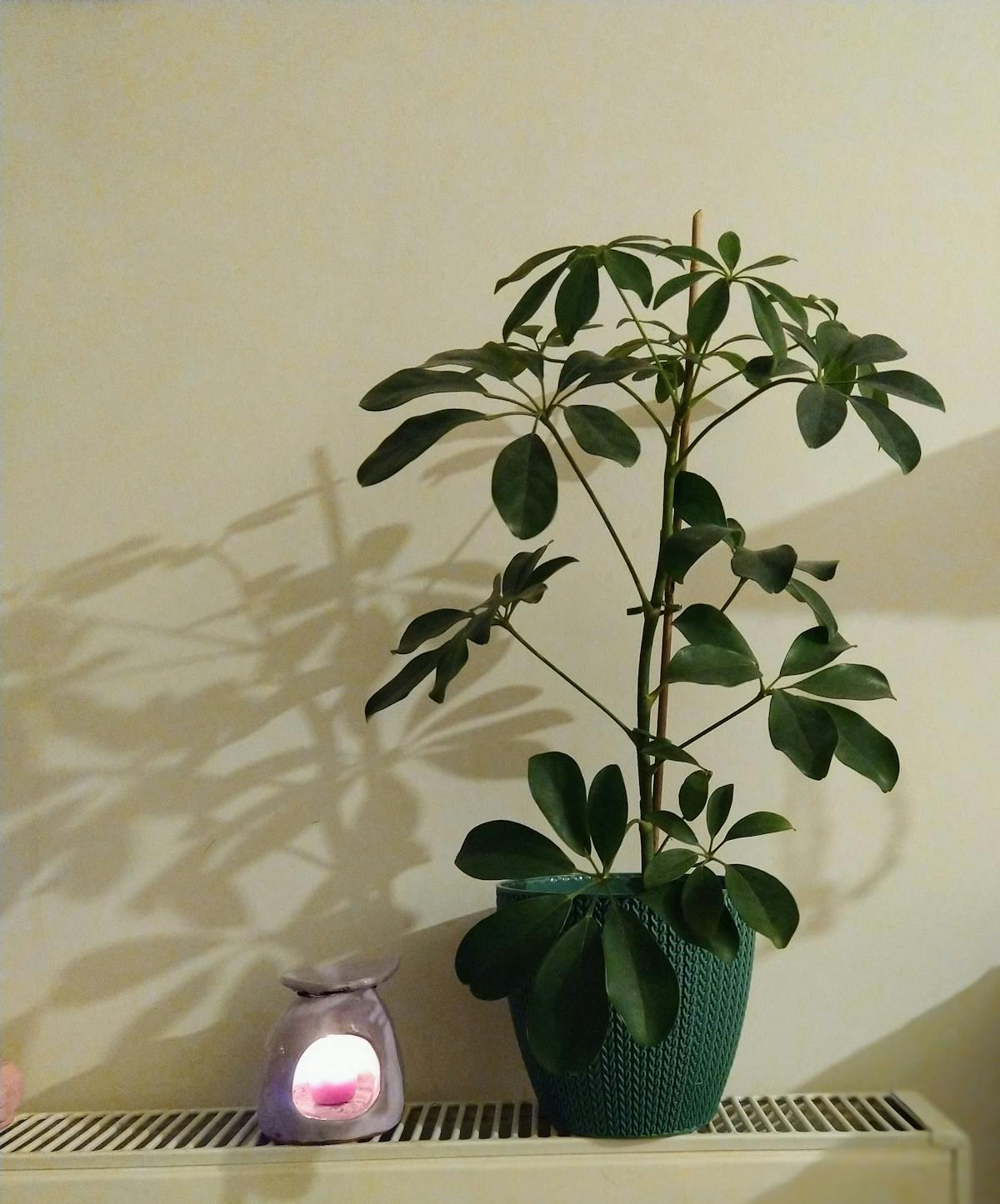 A serene indoor scene featuring a potted houseplant next to a lit candle casting soft shadows.