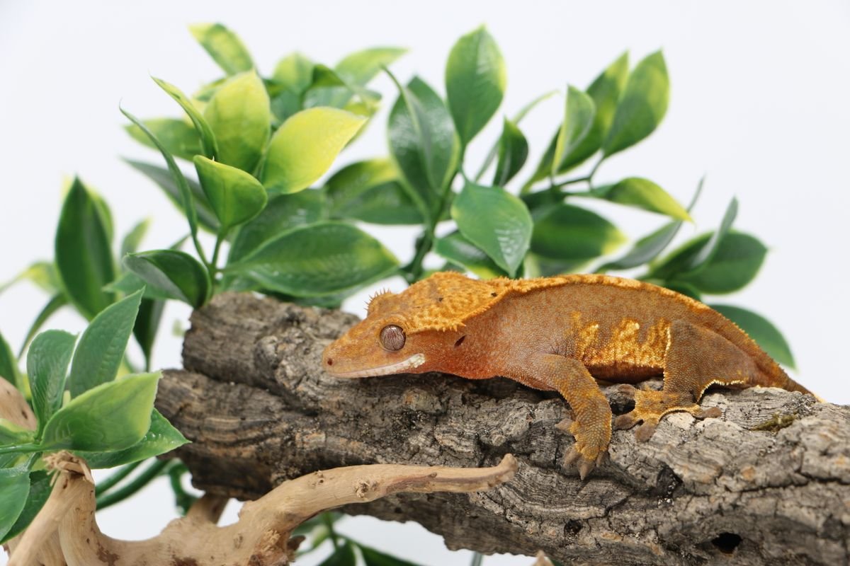 Crested gecko on moss and foliage — Peperomia is used for structure in tropical vivariums when properly cleaned