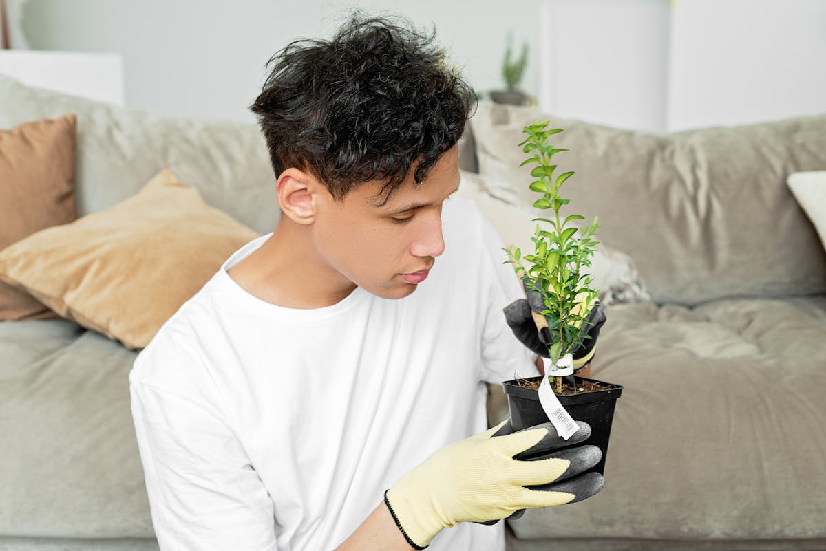 How Fast Does Peperomia Obtusifolia Grow? The Velocity Guide