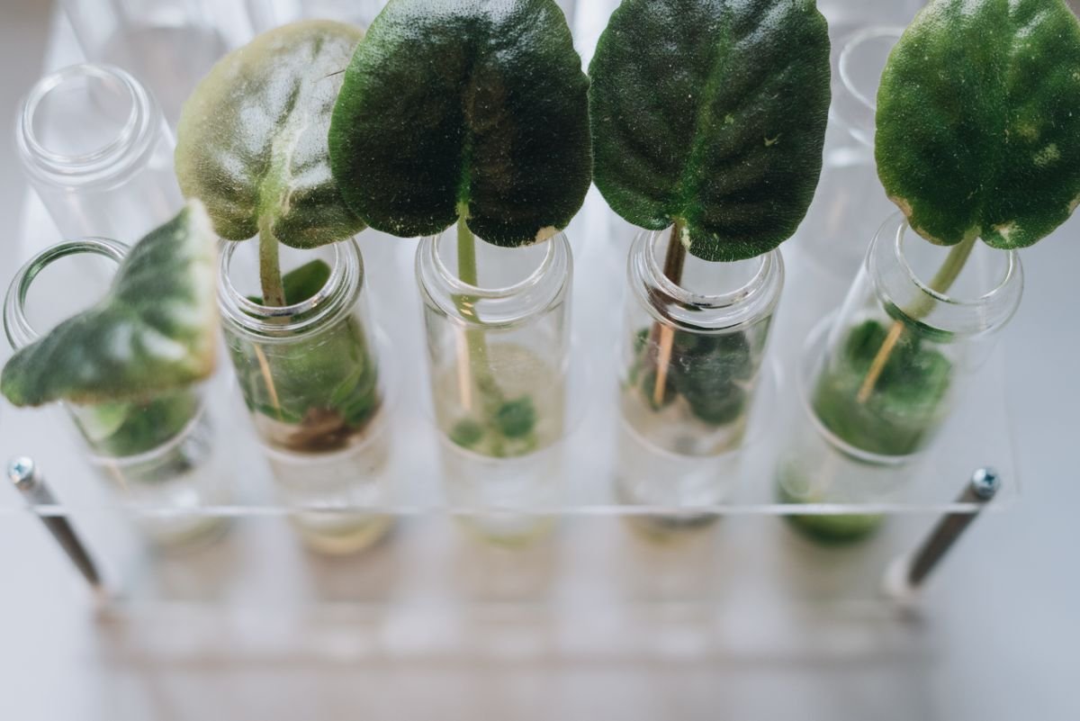Plant cuttings in glass vessels showing clean water propagation after a successful restart